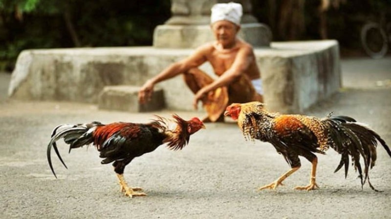 da ga truc tiep o thomo mo ra co hoi dat cuoc