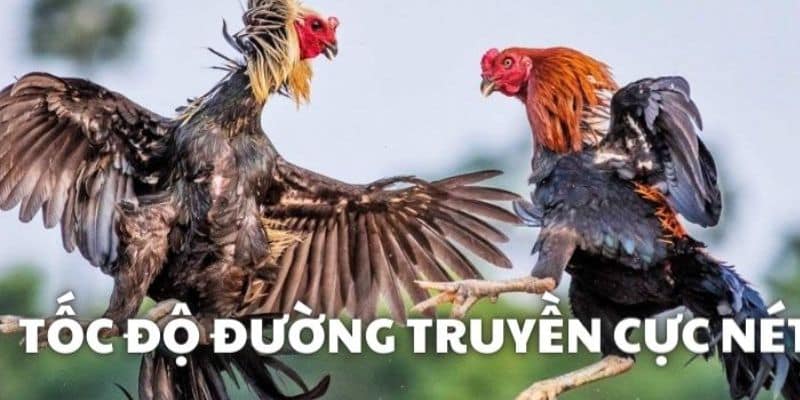 duong truyen ket noi on dinh xeem da ga truc tiep onlinenew88