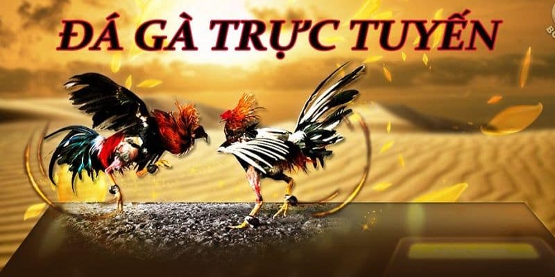 tim hieu da ga truc tuyen tai new88