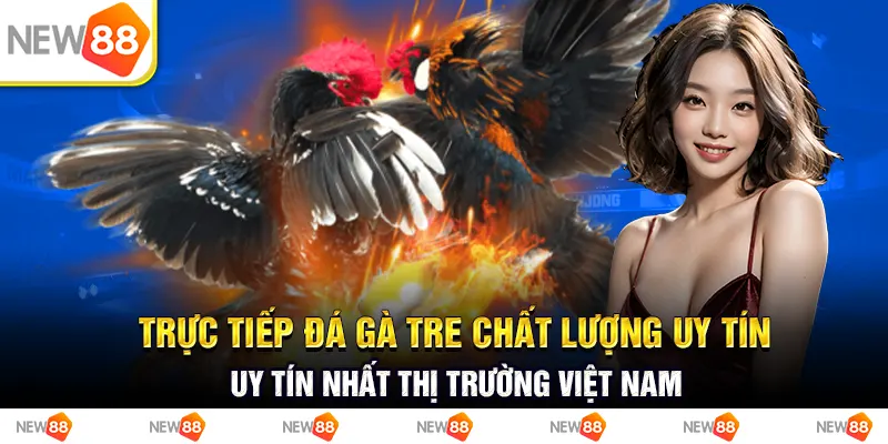 Trực tiếp đá gà tre chất lượng uy tín nhất thị trường Việt Nam 3 Trực tiếp đá gà tre chất lượng uy tín nhất thị trường việt nam