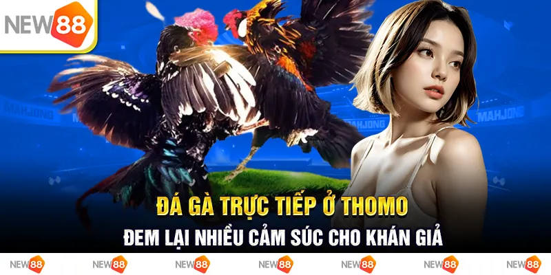 Đá Gà Trực Tiếp Ở Thomo - Đem Lại Nhiều Xúc Cảm Cho Khán Giả 7 Đá gà trực tiếp ở thomo- đem lại nhiều cảm súc cho khán giả