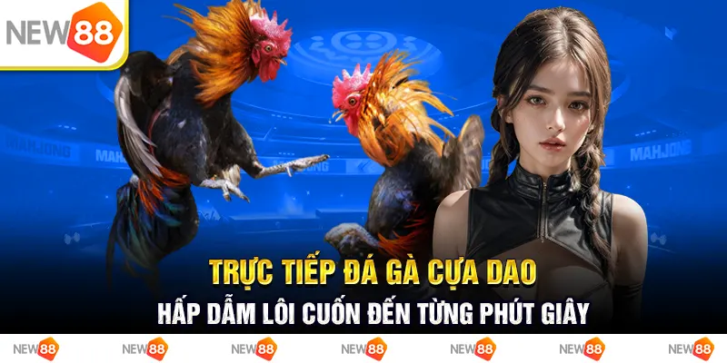 Trực tiếp đá gà cựa dao - Hấp dẫn lôi cuốn đến từng phút giây 6 Trực tiếp đá gà cựa dao - hấp dẫm lôi cuốn đến từng phút giây