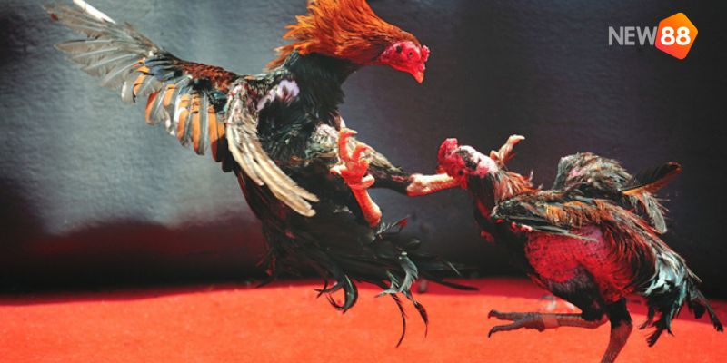 Trực tiếp đá gà tre chất lượng uy tín nhất thị trường Việt Nam 3 trực tiếp đá gà tre