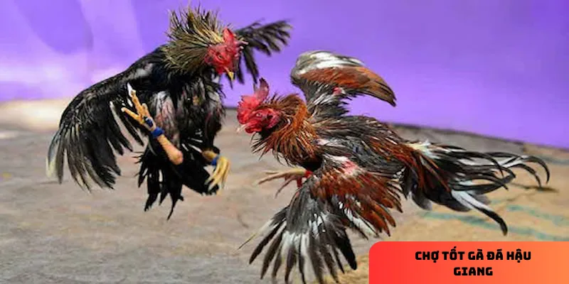 Chợ tốt gà đá Hậu Giang: địa chỉ mua bán gà uy tín nhất 2 Sự đa dạng về giống gà là điểm thu hút lớn tại chợ tốt Hậu Giang.