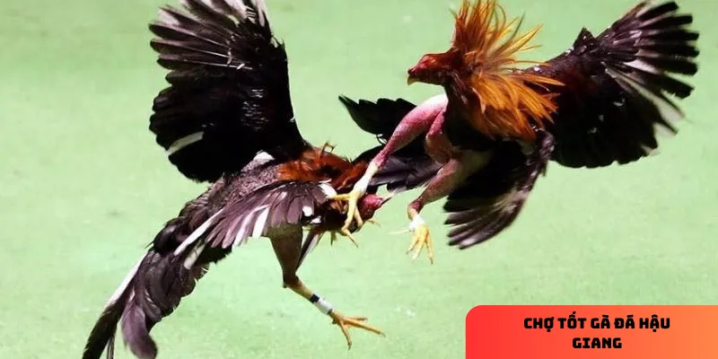 Chợ tốt gà đá Hậu Giang: địa chỉ mua bán gà uy tín nhất 3 Gà lai là sự kết hợp hoàn hảo giữa sức mạnh và tốc độ.