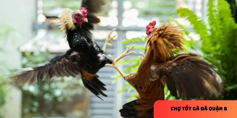 Sự  phát triển của chợ tốt gà đá quận 8