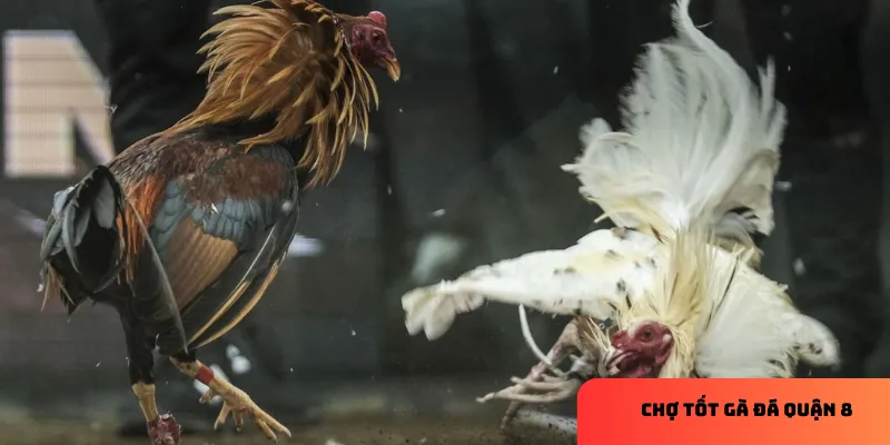 Hướng dẫn mua bán tại chợ quận 8