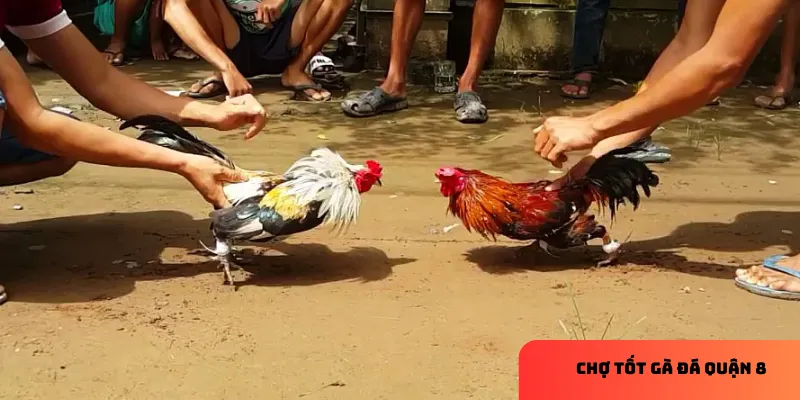 3 cách chăm sóc gà đá hiệu quả