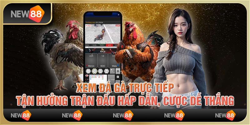 Xem đá gà trực tiếp, tận hưởng trận đấu hấp dẫn, cược dễ thắng