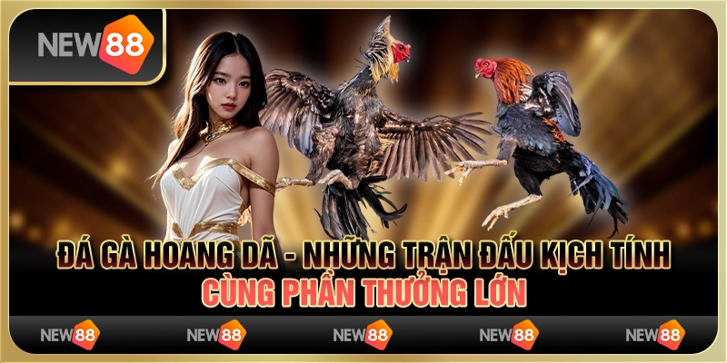 Đá gà hoang dã - những trận đấu kịch tính cùng phần thưởng lớn