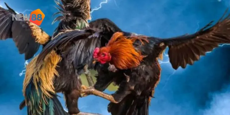 Tìm hiểu luật chơi cơ bản và cách tham gia trò chơi tại New88.