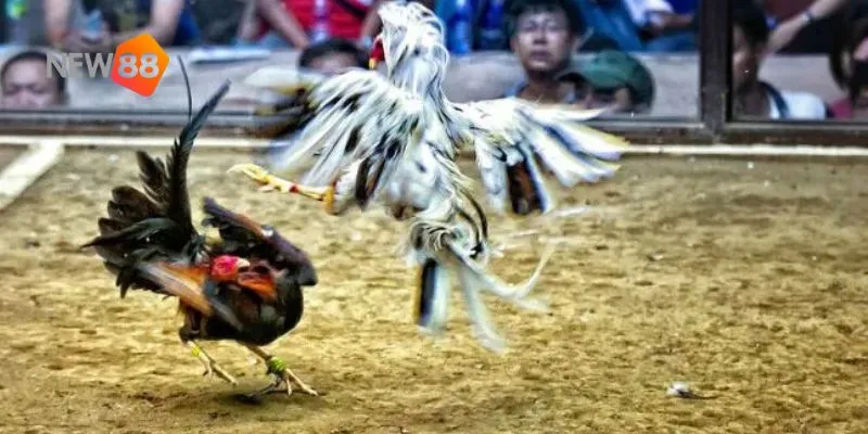 Khám phá những chiến thuật giúp bạn giành chiến thắng dễ dàng hơn.