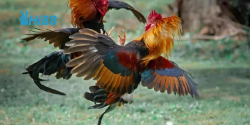 Khuyến mãi hấp dẫn là một trong những lợi thế khi tham gia tại NEW88.