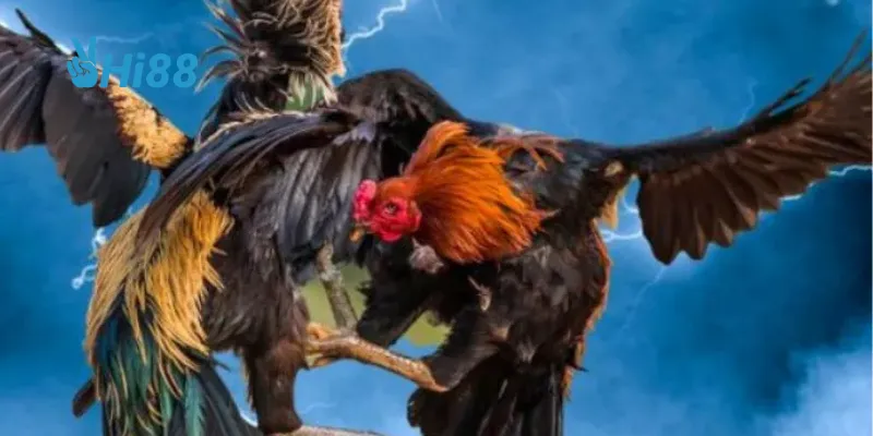 Chất lượng dịch vụ và hỗ trợ khách hàng