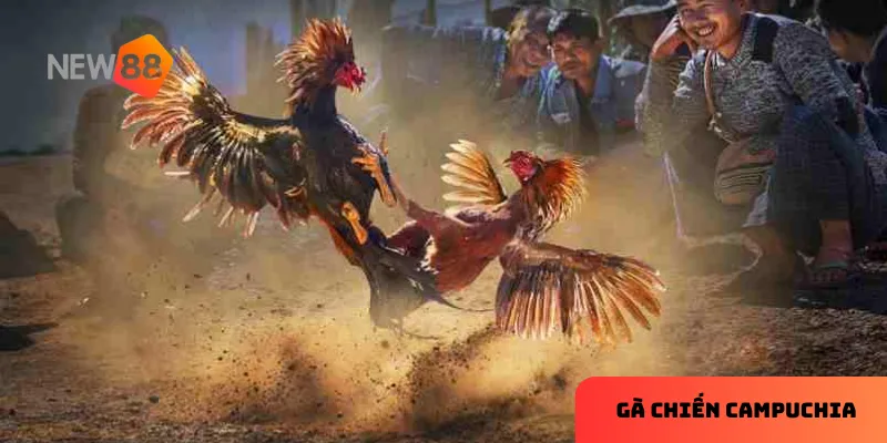 Những đặc điểm nổi bật tạo nên sức hút riêng của gà chiến Campuchia.
