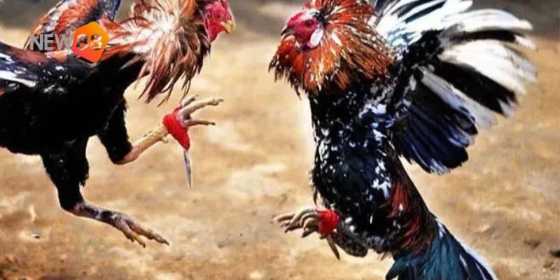 Gà nòi thách đấu: trận đấu mãn nhãn với cơ hội cược siêu hấp dẫn 4 Học hỏi từ cộng đồng người chơi.