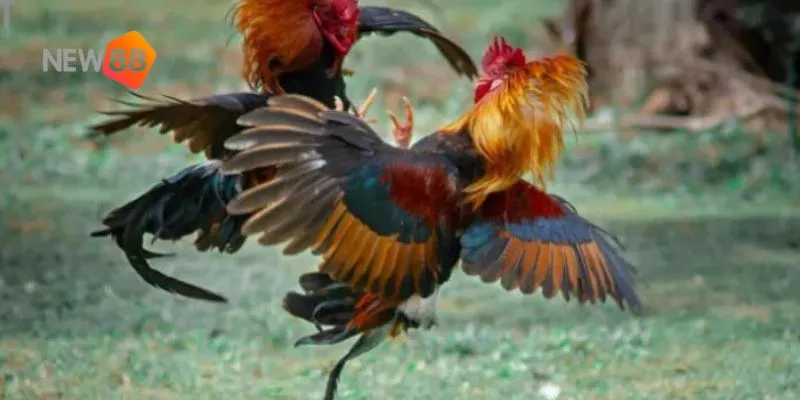 Gà nòi thách đấu: trận đấu mãn nhãn với cơ hội cược siêu hấp dẫn 2 Sức mạnh và kỹ năng chiến kê.