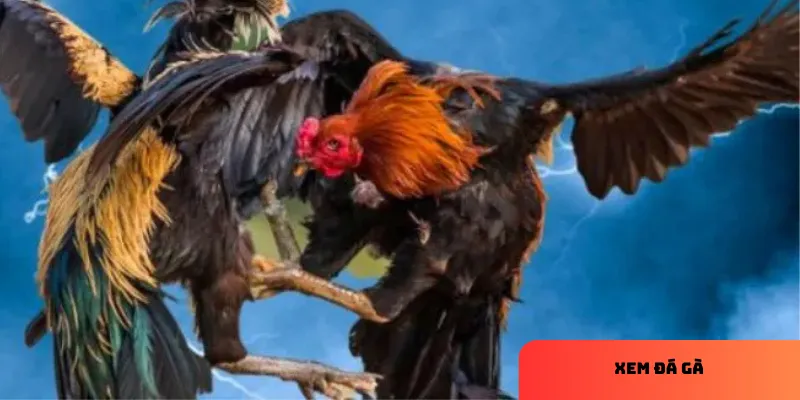 Có nhiều cách để theo dõi đá gà trực tiếp dễ dàng.