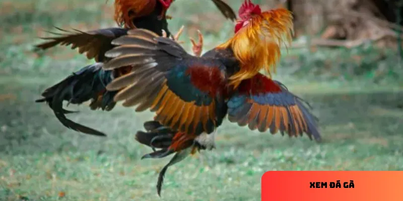 Đá gà trực tiếp mang đến trải nghiệm kịch tính.