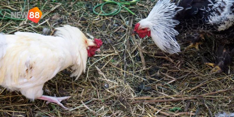 Quy tắc nghiêm ngặt đảm bảo tính minh bạch và hấp dẫn cho mỗi trận đấu.