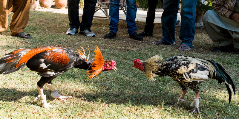 Các bước đặt cược đá gà cựa sắt Thomo 