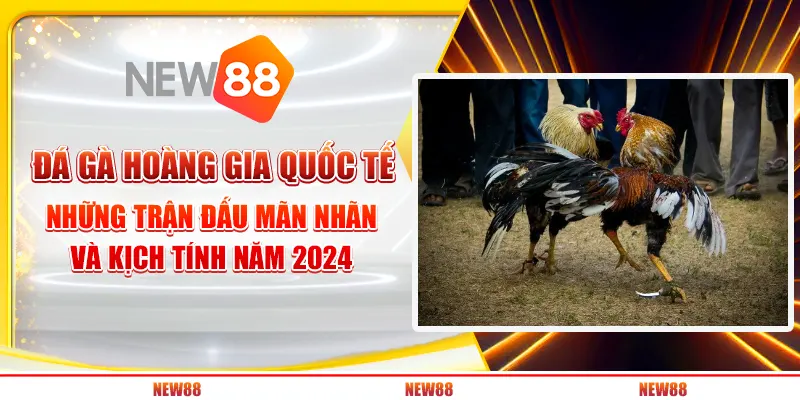 Đá gà hoàng gia quốc tế: Những trận đấu mãn nhãn và kịch tính năm 2024