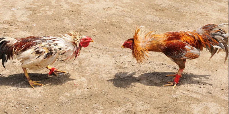 Hiểu về luật chơi đá gà Campuchia online chuẩn chỉ