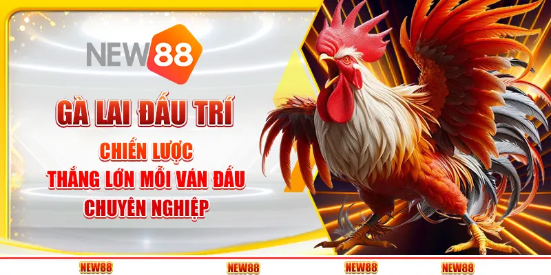 Gà Lai Đấu Trí: Chiến Lược Thắng Lớn Mỗi Ván Đấu Chuyên Nghiệp