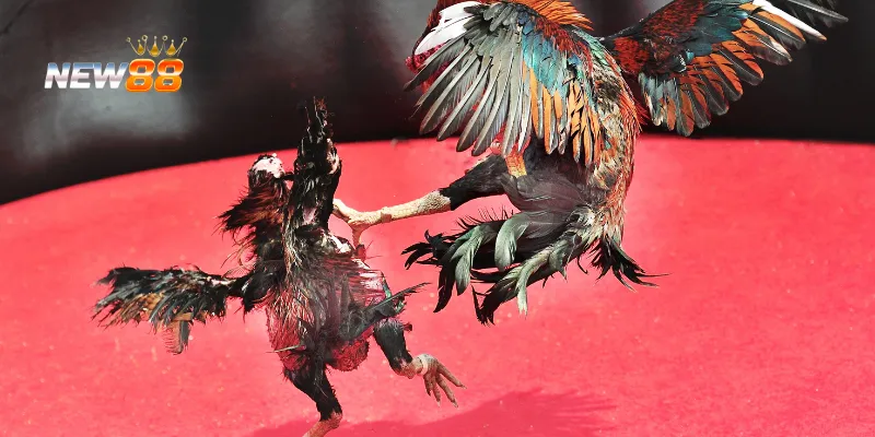 Tấn công và phòng thủ hợp lý.