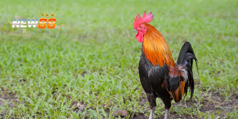 Huấn luyện chiến kê để chiến thắng.