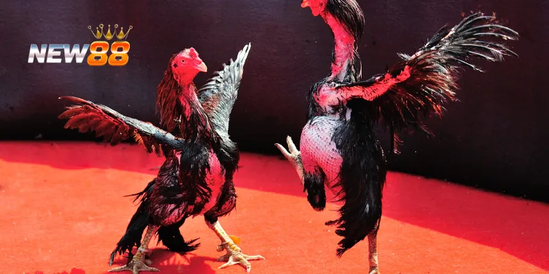 Tìm hiểu về Đá Gà Sinh Tử.