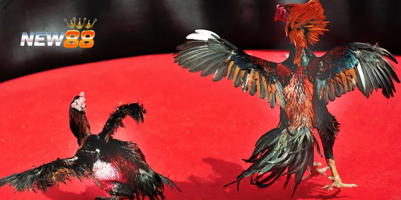 Quan sát đối thủ và sử dụng kỹ năng đặc biệt