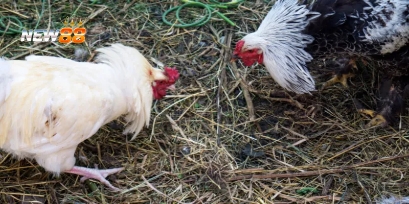 Quan sát đối thủ giúp chiến thắng dễ dàng.