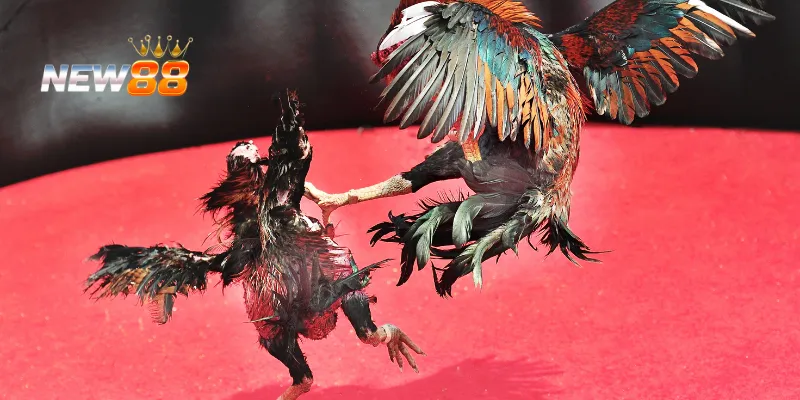 Trận Chiến Gà Tre: Cập Nhật Lịch Thi Đấu Và Chiến Lược Thắng Lớn 3 Chiến lược đặt cược thông minh để tối ưu lợi nhuận