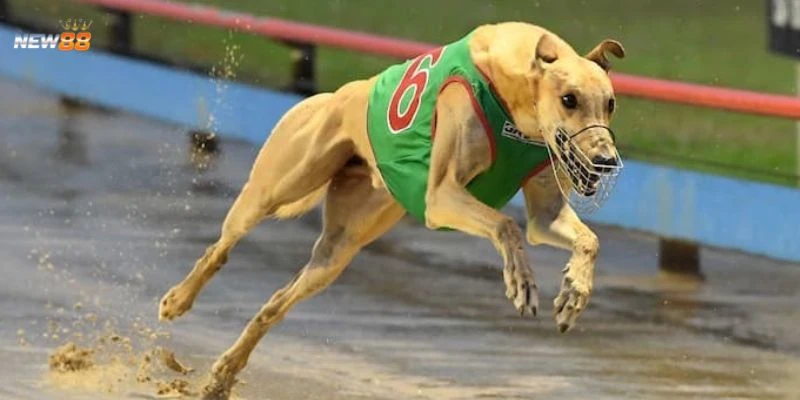 Quy tắc chơi cược đua chó bạn cần biết