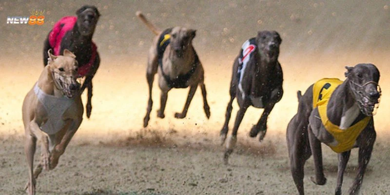 Mẹo chơi cược đua chó với tỷ lệ thắng cao