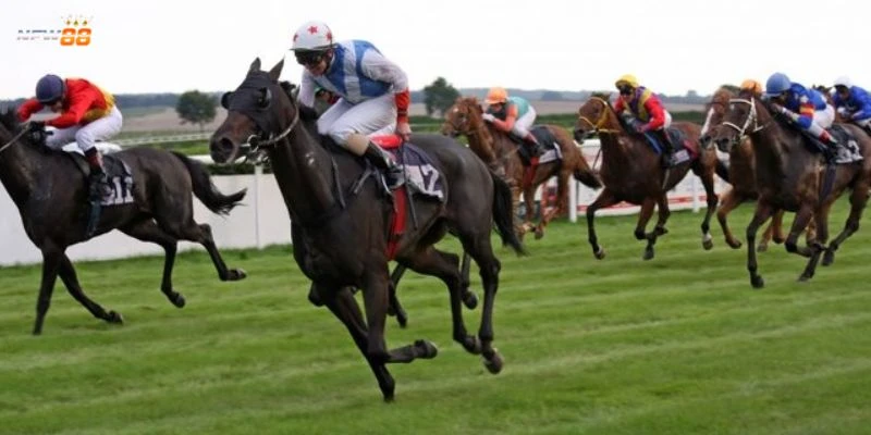 Khám phá quy tắc chơi cá cược đua ngựa