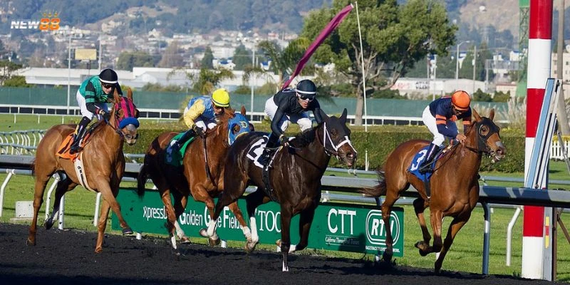 Mẹo đặt cược đua ngựa hiệu quả hàng đầu