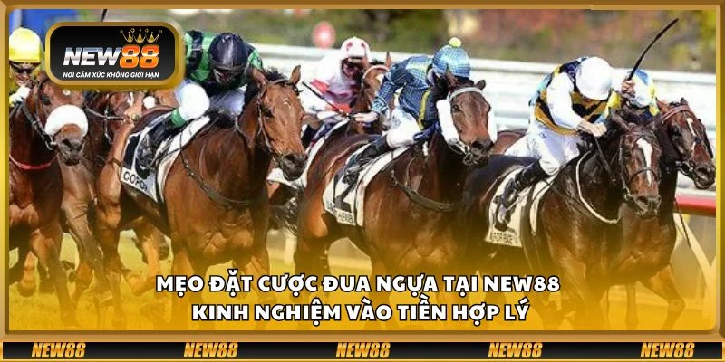 Mẹo đặt cược đua ngựa tại New88 - Kinh nghiệm vào tiền hợp lý 